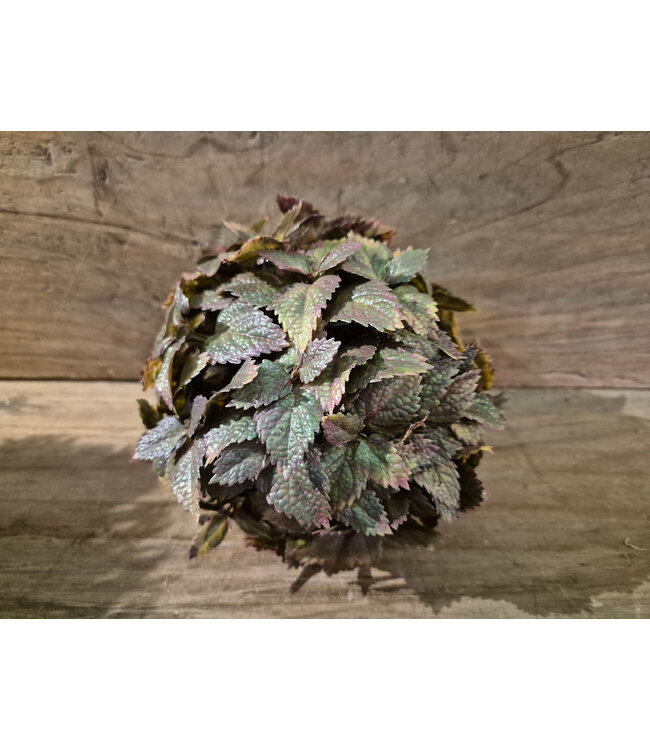 Countryfield Kunstdeco bol Plectranthus M groen-L15B15H15CM