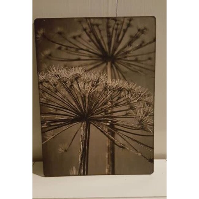 747 - Afbeelding op hardboard - berenklauw - 14 x 19 cm