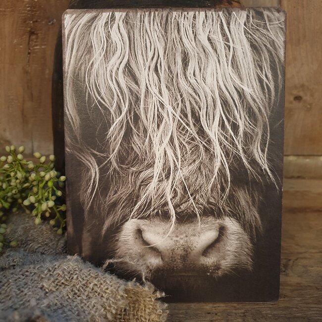 # 748 - Afbeelding op hardboard - schotse hooglander - 14 x 19 cm