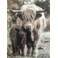 # 878 - afbeelding op hardboard -  hooglander met kalf - 14 x 19 cm