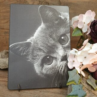 # 892 - Poes - 19 x 14 cm - afbeelding op hardboard