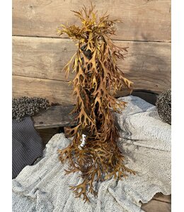 Countryfield Hertshoorn - platycerium - hang - bruin - 90 cm