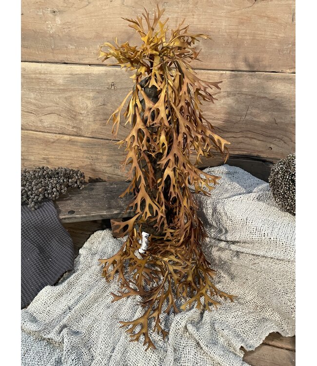 Countryfield Hertshoorn - platycerium - hang - bruin - 90 cm