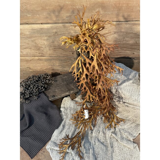 Countryfield # Hertshoorn - platycerium - hang - bruin - 90 cm