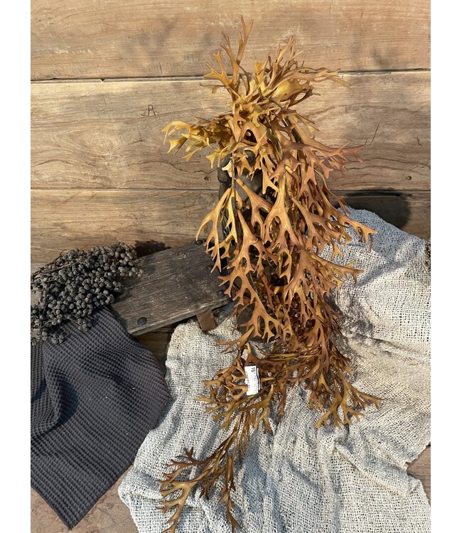 Countryfield Hertshoorn - platycerium - hang - bruin - 90 cm