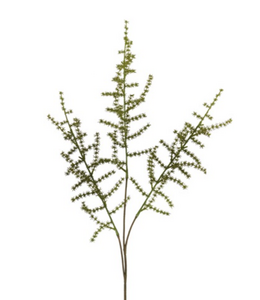 Countryfield Asparagus setaseus S groen-L73B10H3,5CM