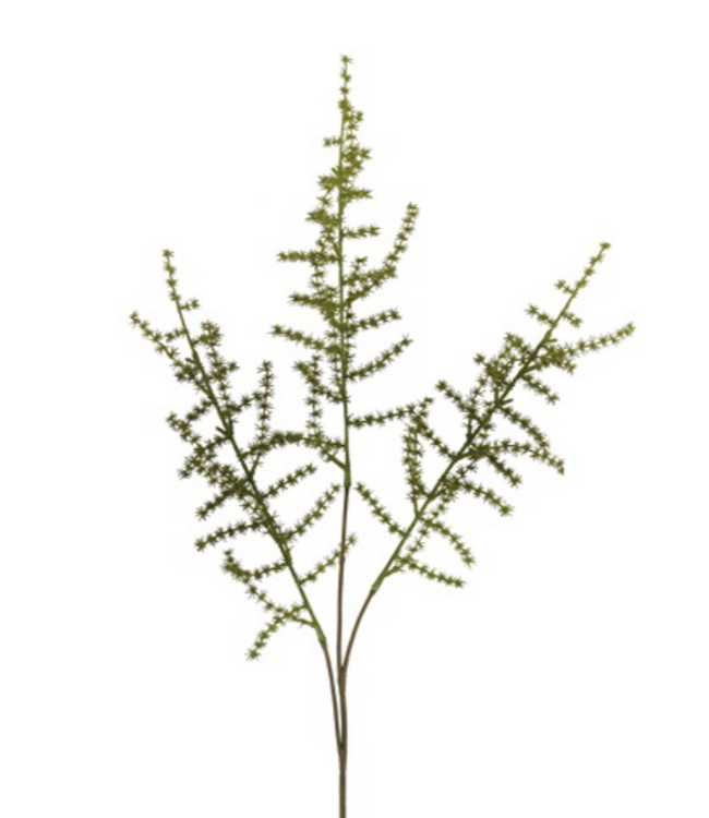 Countryfield Asparagus setaseus S groen-L73B10H3,5CM