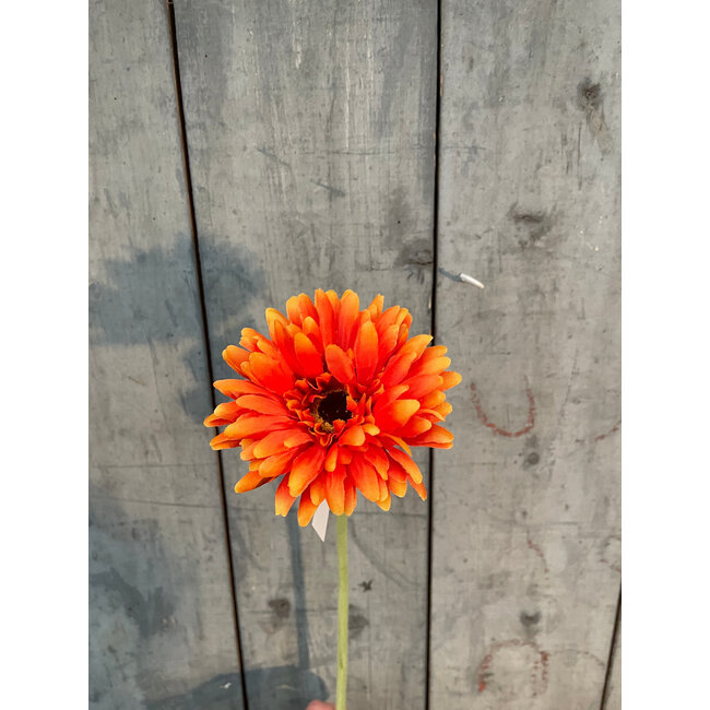 ## Gerbera l58cm oranje