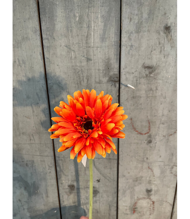 # Gerbera l58cm oranje