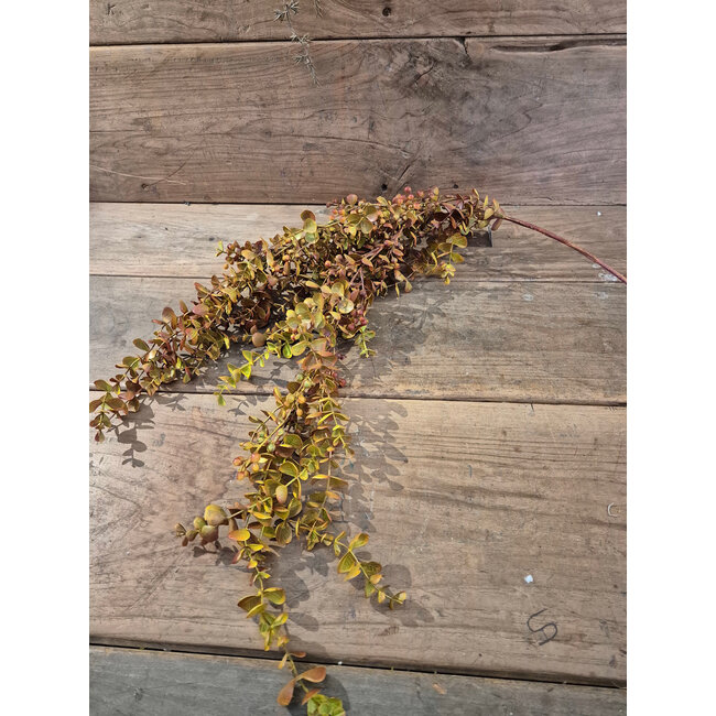 # Kunsttak eucalyptus hangend mustard