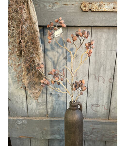 ## Alnus Grande Brown 92 cm