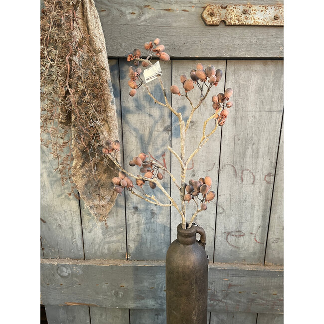 ## Alnus Grande Brown 92 cm