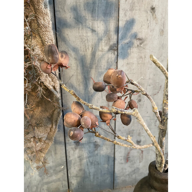 ## Alnus Grande Brown 92 cm