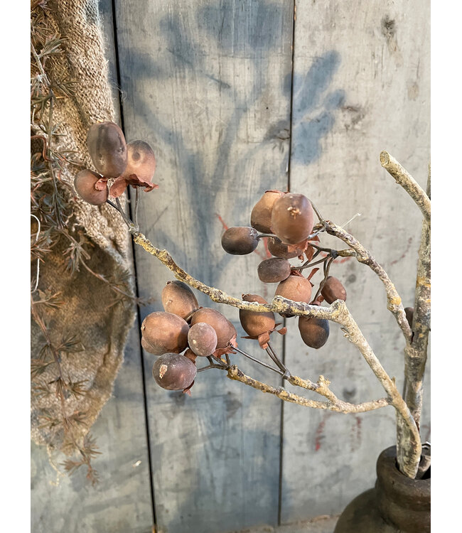 ### Alnus Grande Brown 92 cm