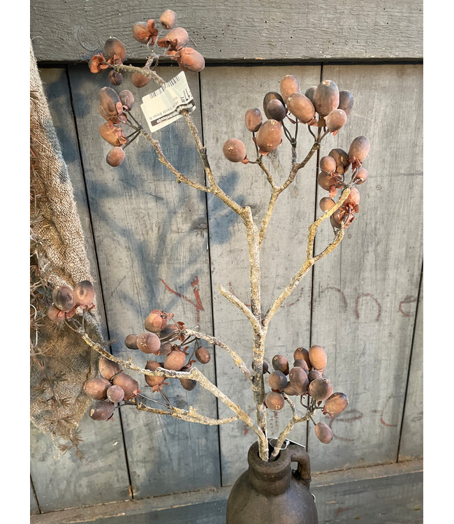 ### Alnus Grande Brown 92 cm