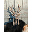 Countryfield # Hert Zen M bruin-L17B11,5H30,5CM