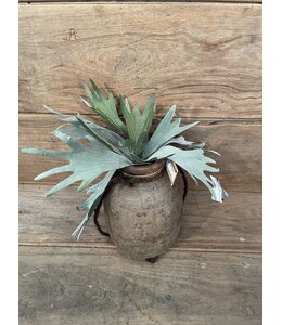 Countryfield Platycerium groen-L10B10H63,5CM - hertshoorn