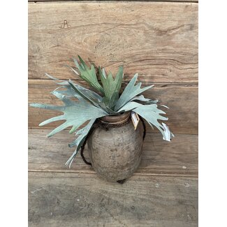 Countryfield ## Platycerium groen-L10B10H63,5CM - hertshoorn