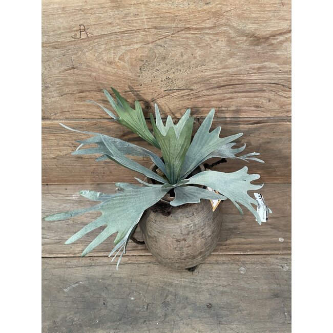 Countryfield Platycerium groen-L10B10H63,5CM - hertshoorn