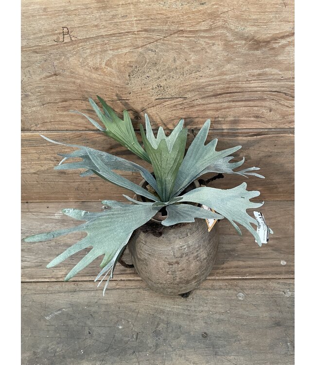 Countryfield Platycerium groen-L10B10H63,5CM - hertshoorn