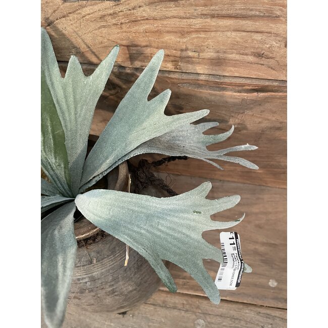 Countryfield Platycerium groen-L10B10H63,5CM - hertshoorn