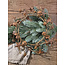Countryfield # Krans belletjes Falk L roest