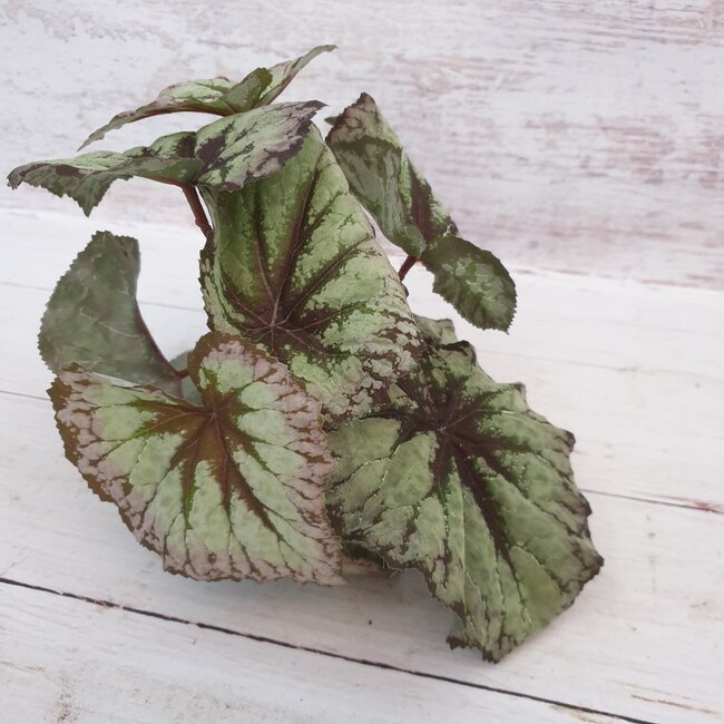 Countryfield Begonia Rex groen - kunst - 24 x 28 cm