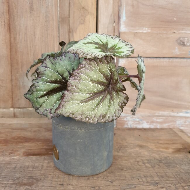 Countryfield Begonia Rex groen - kunst - 24 x 28 cm