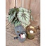 Countryfield Begonia Rex groen - kunst - 24 x 28 cm