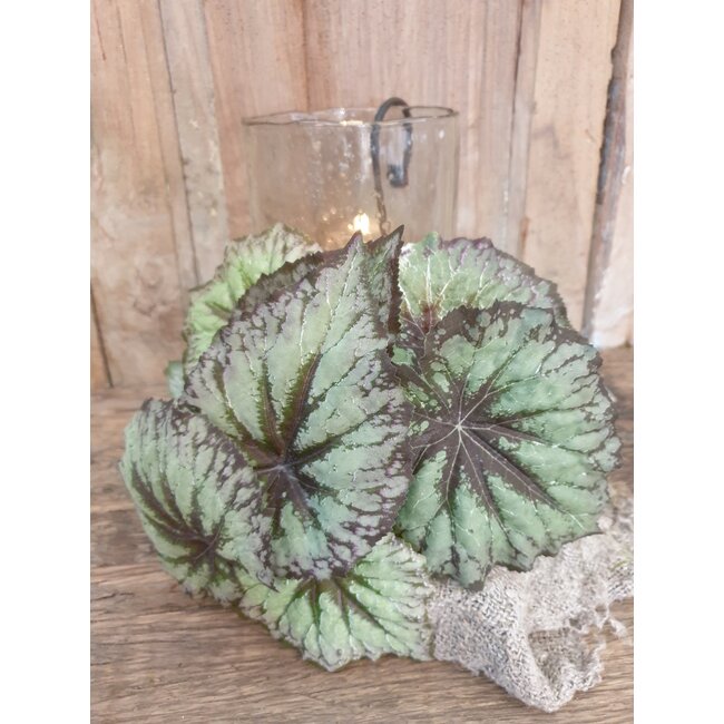 Countryfield Begonia Rex groen - kunst - 24 x 28 cm