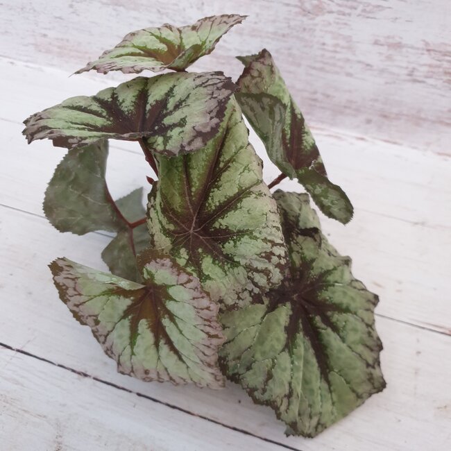 Countryfield Begonia Rex groen - kunst - 24 x 28 cm