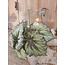 Countryfield Begonia Rex groen - kunst - 24 x 28 cm