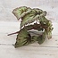 Countryfield Begonia Rex groen - kunst - 24 x 28 cm