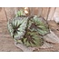 Countryfield Begonia Rex groen - kunst - 24 x 28 cm