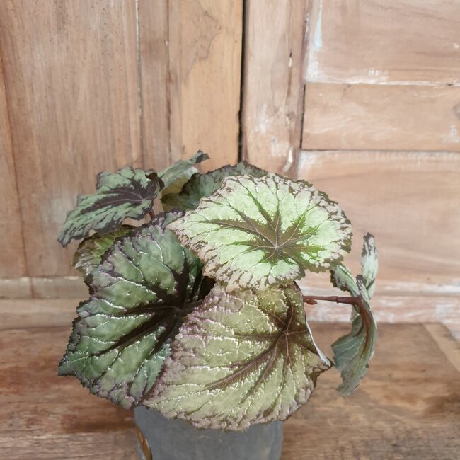 Countryfield Begonia Rex groen - kunst - 24 x 28 cm