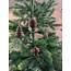 Figuur papier kerstboom bruin
