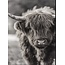 # 891 - afbeelding op hardboard - hooglander  - 14 x 19 cm