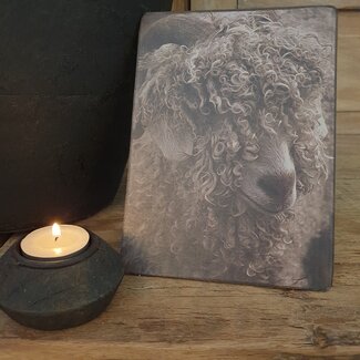 744 - Afbeelding  op hardboard - schaap krullen - 14 x 19 cm