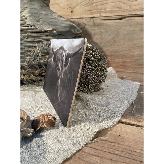 870 - Schotse hooglander - liggend