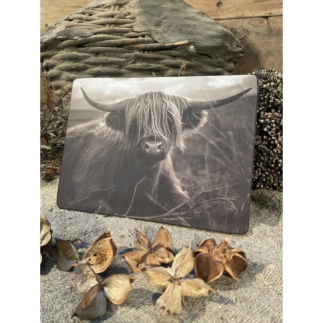 870 - Schotse hooglander - liggend