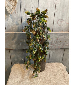 Humulus Brown 75 cm