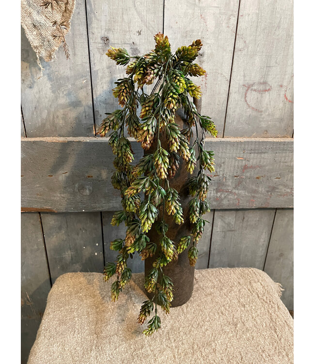 Humulus Brown 75 cm