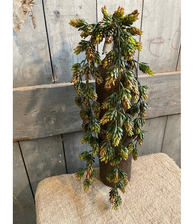Humulus Brown 75 cm
