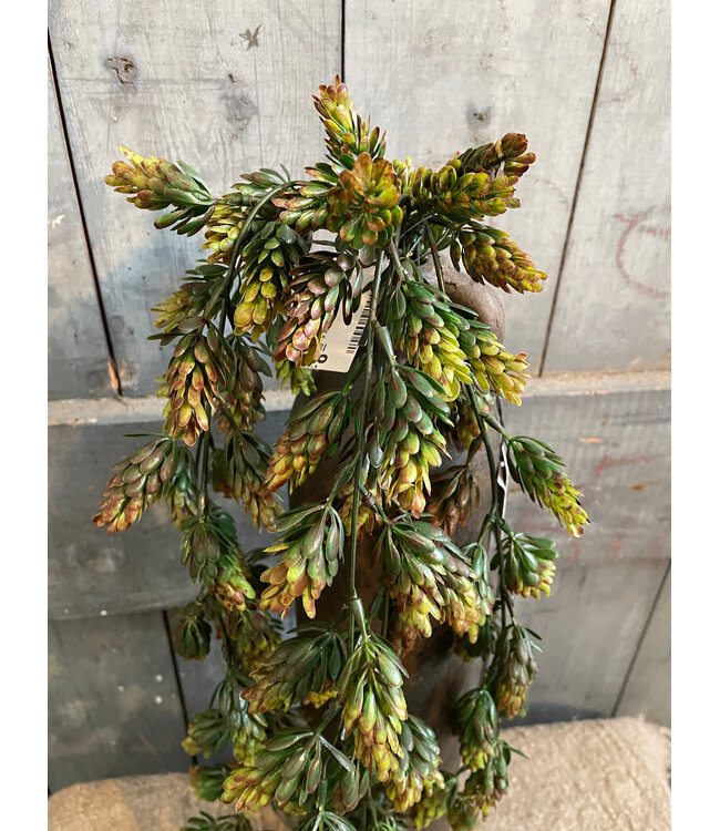 Humulus Brown 75 cm