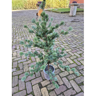 Larix boom M real touch 120 cm - extra verzendkosten ivm afmeting