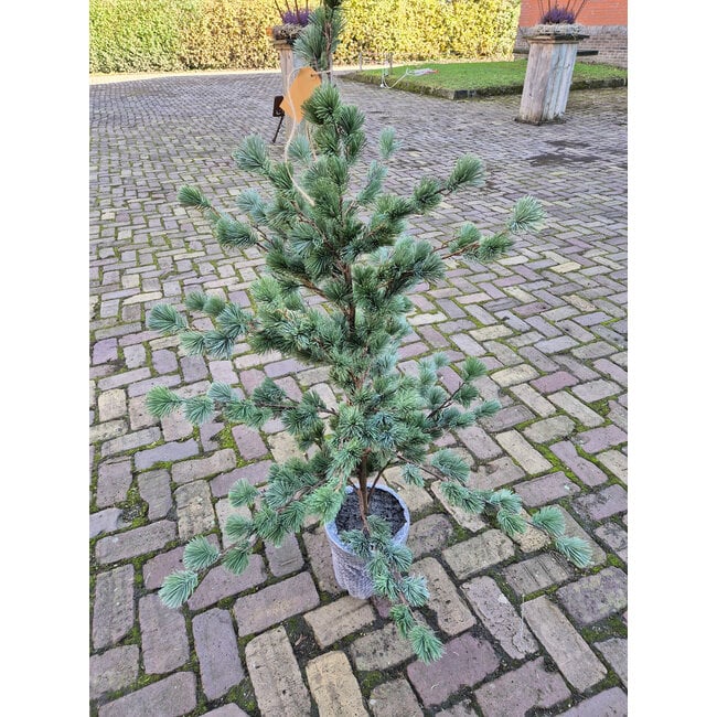 # Larix boom M real touch 120 cm - extra verzendkosten ivm afmeting