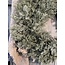 # Wreath Dillweed L D. 60