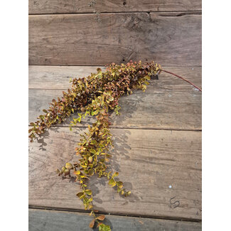 # Kunsttak eucalyptus hangend mustard