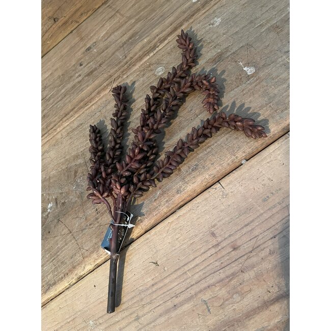 # Erwten plant bruin - 10x2,5x33cm