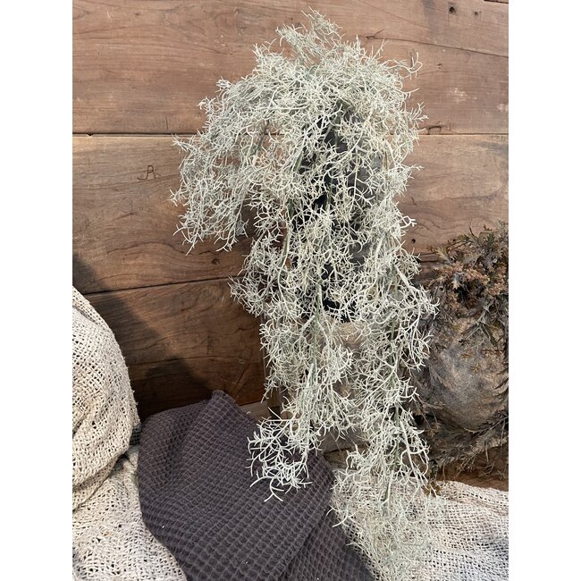 Countryfield # Santolina grijs-L21B15H78CM